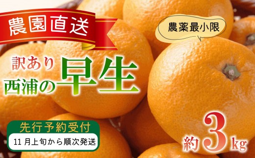 訳あり みかん 早生 3kg