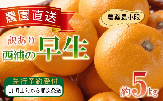 訳あり みかん 早生 5kg 木負観光みかん園 ミカン オンレジ 蜜柑 柑橘 フルーツ 旬 果物 国産 産地直送 季節限定 西浦 沼津市 静岡県