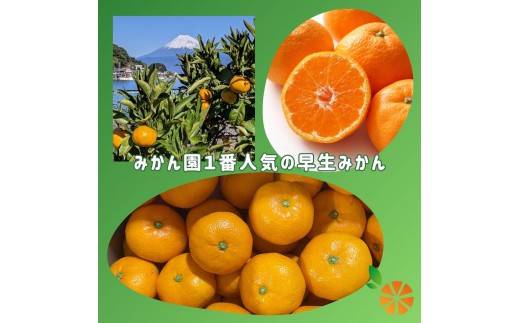 訳あり みかん 早生 5kg 木負観光みかん園 ミカン オンレジ 蜜柑 柑橘 フルーツ 旬 果物 国産 産地直送 季節限定 西浦 沼津市 静岡県
