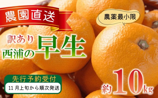 訳あり みかん 早生 10kg