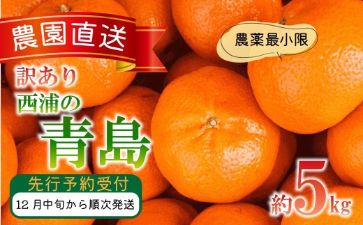 訳あり みかん 青島 5kg 木負観光みかん園 ミカン オレンジ 蜜柑 柑橘 フルーツ 旬 果物 国産 産地直送 季節限定 西浦 沼津市 静岡県