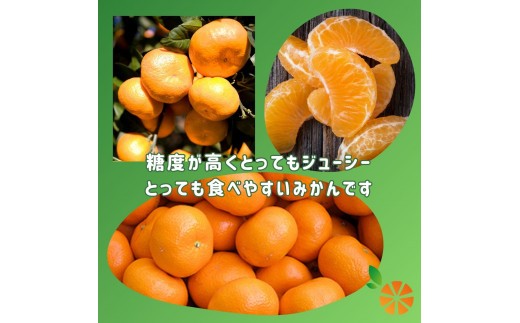 訳あり みかん 青島 5kg 木負観光みかん園 ミカン オレンジ 蜜柑 柑橘 フルーツ 旬 果物 国産 産地直送 季節限定 西浦 沼津市 静岡県