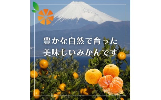 訳あり みかん 青島 5kg 木負観光みかん園 ミカン オレンジ 蜜柑 柑橘 フルーツ 旬 果物 国産 産地直送 季節限定 西浦 沼津市 静岡県