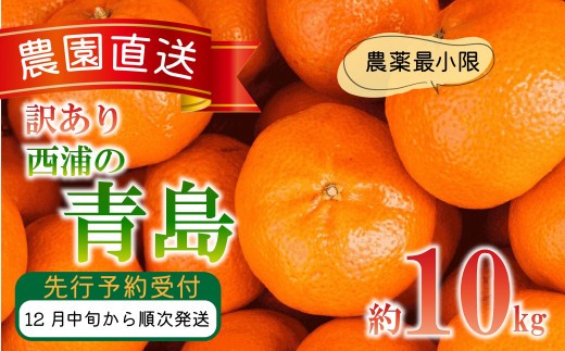訳あり みかん 青島 10kg