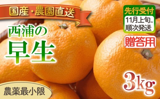早生 みかん 3kg