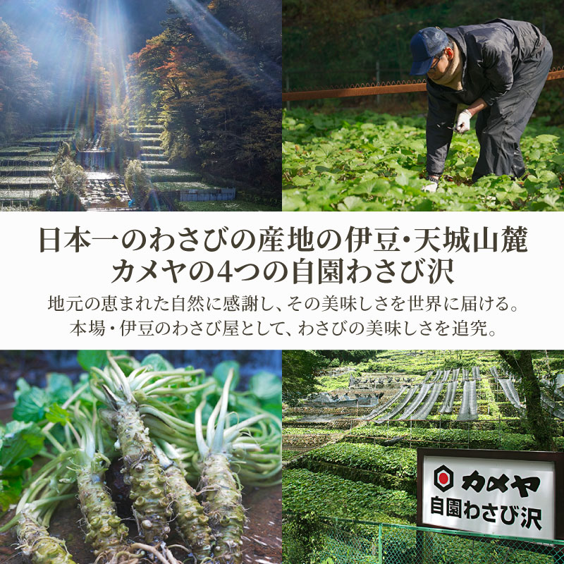 おろし本わさび 4本 山葵 ワサビ 本わさび わさび 調味料 わさびチューブ わさびおろし ごはん ごはんのお供 ご飯のお供 個包装  贈答 わさび屋 カメヤ食品株式会社 伊豆 静岡県 三島市