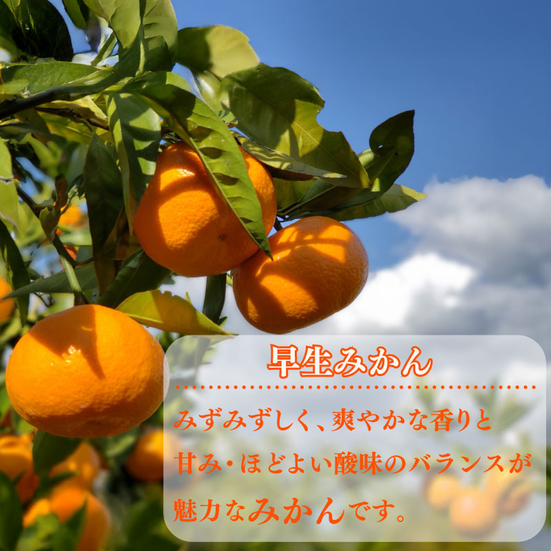 【数量限定】訳あり 早生みかん 約 5kg 日南 早生 温州 みかん 先行予約 2026年 10月 中旬 から 発送 期間限定 早生みかん わせみかん ミカン 蜜柑 mikan 柑橘 果物 フルーツ