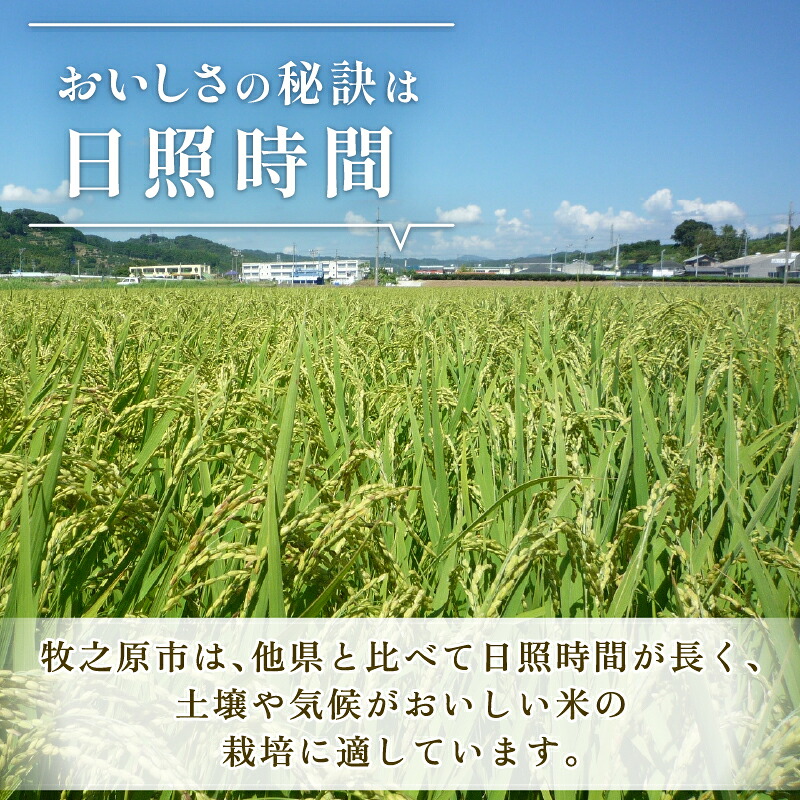 【2026年10月発送】新米 つきあかり 5 kg お米 R8年度産 2026年度産 白米 新米 お茶 1袋 セット 緑茶 玄米茶 やぶきた ティーパック 深蒸し茶 白米 精米 ご飯 白 ごはん お