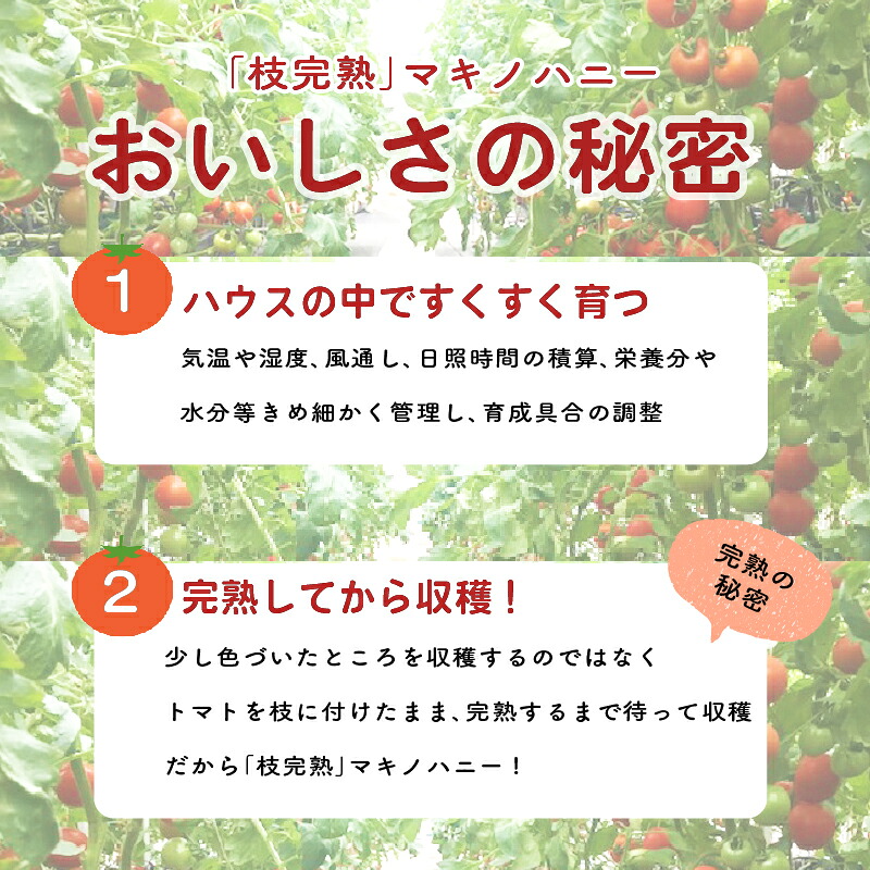 トマト 中玉 2.2kg 以上 マキノハニー 枝完熟 トマト トマトップ 高 リコピン うまみ 甘い 新鮮 野菜 産地直送 やさい ビタミン 静岡県 牧之原市 まるごと 甘味 うまみ 甘い 新鮮 野菜