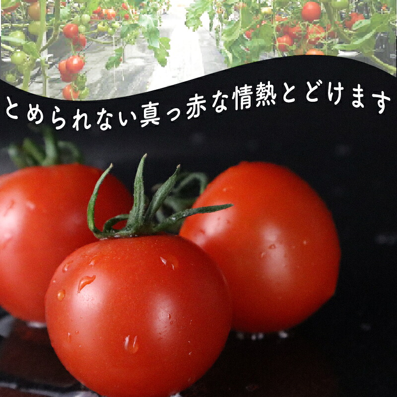 冷凍 トマト 中玉 2kg 以上 マキノハニー 枝完熟 トマト トマトップ 高 リコピン うまみ 甘い 新鮮 野菜 産地直送 やさい ビタミン おすすめ 人気 送料無料 冷凍トマト 果物 フルーツ く