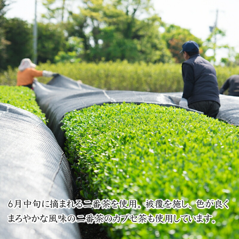 牧之原茶農家の自家用深むし茶200g×3本 摘みたて お茶 茶 茶葉 ちゃば 急須 HOT 暑い 特産品 産地直送 日常 日用品 便利 お手軽 簡単 おすすめ 送料無料 人気 お湯 ふかむし 蒸す 高