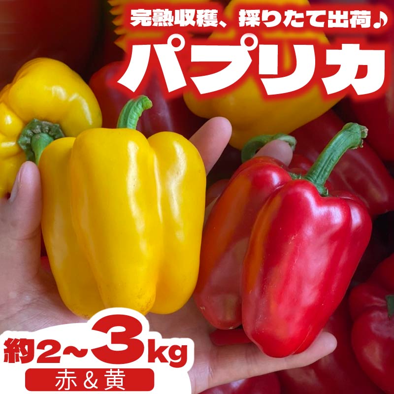 パプリカ 2kg 和 パプリカ 国産 牧之原産 和ぷりか 赤 ＆ 黄色 セット サラダ 詰め合わせ 甘い 新鮮 酢の物 ステック マリネ 色鮮やか 自然 セット 美味しい たっぷり 旬の野菜 セット