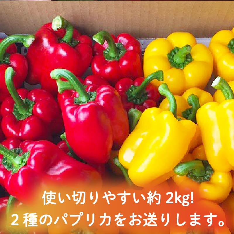 パプリカ 3kg 和 パプリカ 国産 牧之原産 和ぷりか 赤 ＆ 黄色 セット サラダ 野菜 やさい おいしい 完熟 詰め合わせ 甘い 小ぶり 色鮮やか 自然 セット 美味しい たっぷり 旬の野菜 セ