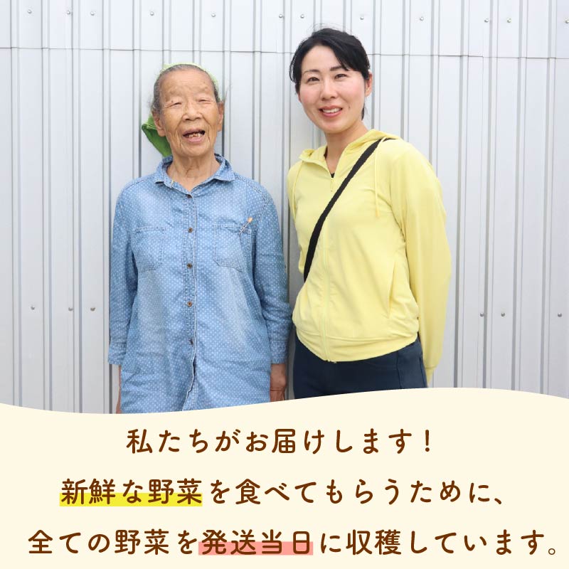 【先行予約 2027年3月順次発送 国産 じゃがいも】 掘りたて メークイン 4kg  新じゃが 国産 牧之原産  美味しい たっぷり 旬 野菜 国産 新鮮 お試し 牧之原産 サラダ 野菜 朝採れ 季