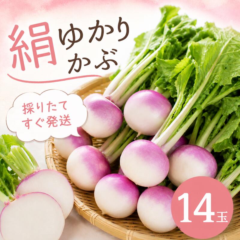 【先行予約  国産 かぶ】 国産 かぶ 14玉 蕪 カブ 絹ゆかりかぶ 紫かぶ 採れたて 有機肥料栽培 静岡茶栽培 甘い やわらかい ジューシー 絹のような食感 生 美味しいかぶ サラダ かぶ漬物