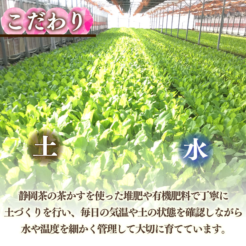 【先行予約  国産 かぶ】 国産 かぶ 14玉 蕪 カブ 絹ゆかりかぶ 紫かぶ 採れたて 有機肥料栽培 静岡茶栽培 甘い やわらかい ジューシー 絹のような食感 生 美味しいかぶ サラダ かぶ漬物