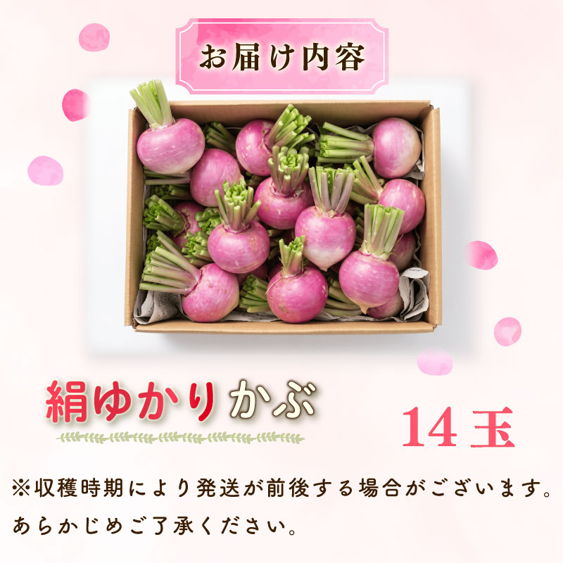 【先行予約  国産 かぶ】 国産 かぶ 14玉 蕪 カブ 絹ゆかりかぶ 紫かぶ 採れたて 有機肥料栽培 静岡茶栽培 甘い やわらかい ジューシー 絹のような食感 生 美味しいかぶ サラダ かぶ漬物