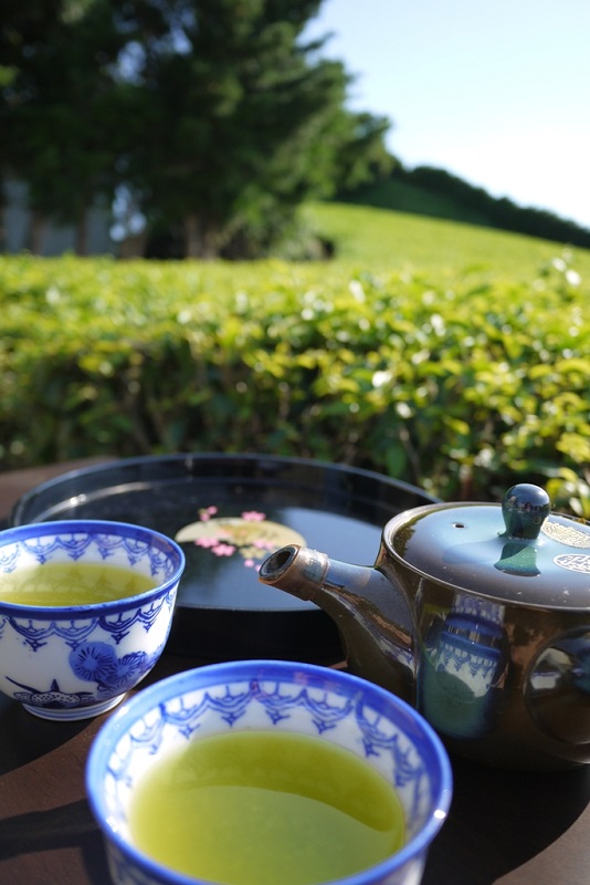 【5月より新茶切り替え】 牧之原 かぶせ茶「望」10本 セット お茶 茶 深蒸し 煎茶 深蒸し茶 新茶 しんちゃ 緑茶 旬 日常 のし 熨斗 贈答 ギフトプレゼント お中元 お歳暮