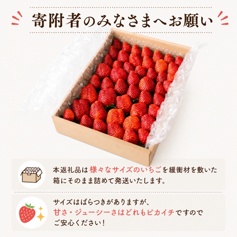 【先行予約】 完熟 いちご 鈴木農園の朝摘み きらぴ香 900 g 訳あり デザート フルーツ イチゴ 苺 果物 ストロベリー 甘い  朝摘み 朝採れ 果物 いちご くだもの スイーツ デザート スト