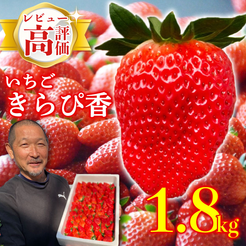 【先行予約】 完熟 いちご 鈴木農園の朝摘み きらぴ香 1.8kg 900 g × 2 パック 訳あり デザート フルーツ イチゴ 苺 果物 ストロベリー 甘い  朝摘み 朝採れ 果物 いちご くだも
