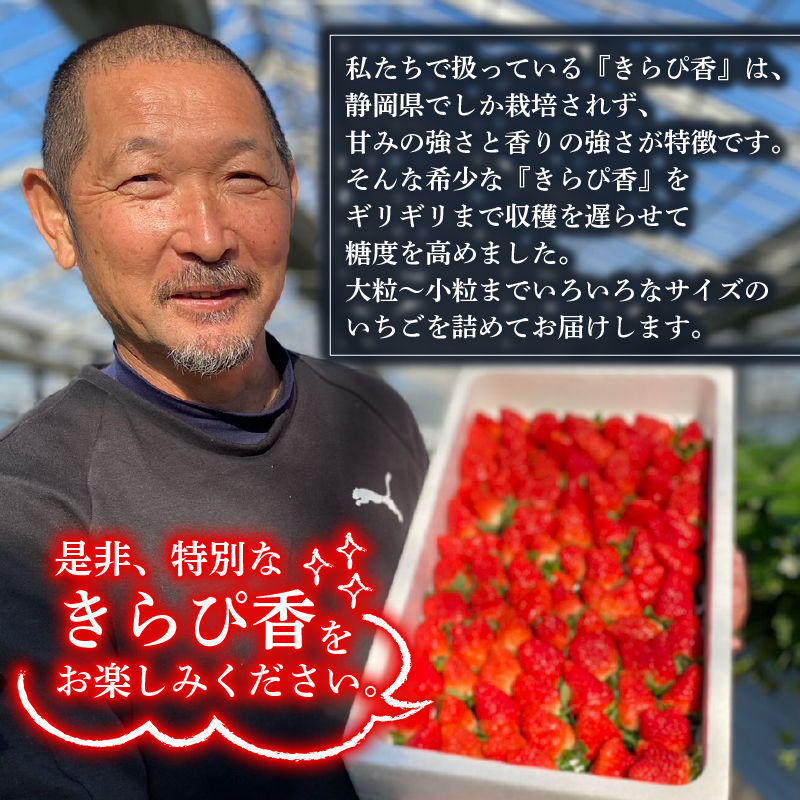 【先行予約】 完熟 いちご 鈴木農園の朝摘み きらぴ香 1.8kg 900 g × 2 パック 訳あり デザート フルーツ イチゴ 苺 果物 ストロベリー 甘い  朝摘み 朝採れ 果物 いちご くだも