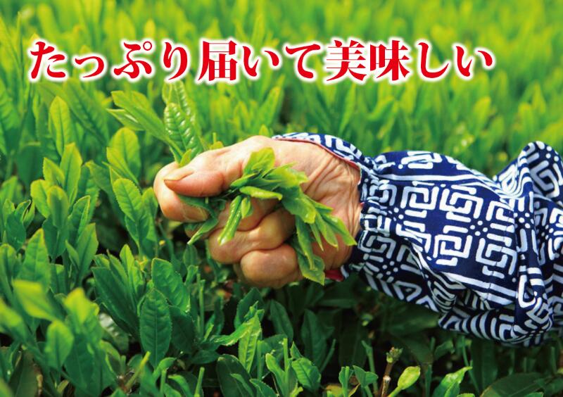 【緑茶】牧之原  深蒸し 茶 1㎏ （100ｇ×10本小分け真空パック） 緑茶 深蒸茶 りょくちゃ ふかむしちゃ 日用品 お茶 簡単 便利 お手軽 茶 お茶 茶 煎 水分補給 熱中症対策 贈答 ギフト