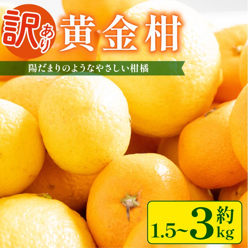 【訳あり】 黄金柑 3kg 低農薬 無化学肥料 みかん ミカン おうごんかん フルーツ 果物 くだもの 柑橘 かんきつ ビタミンC 富士長株式会社 静岡県 牧之原市  わけあり ワケアリ ゴールデンオ