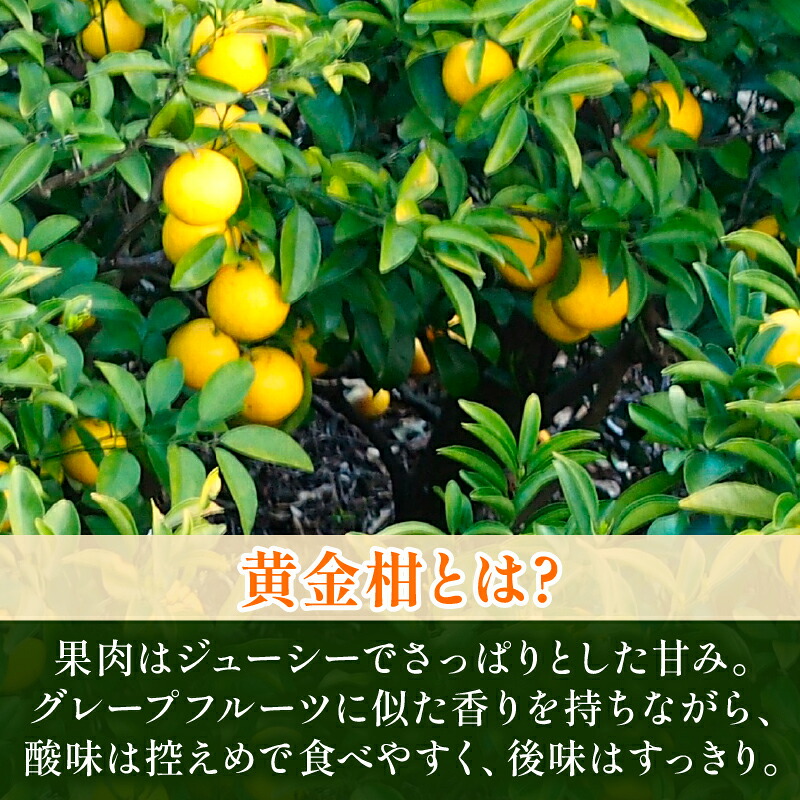 【訳あり】 黄金柑 3kg 低農薬 無化学肥料 みかん ミカン おうごんかん フルーツ 果物 くだもの 柑橘 かんきつ ビタミンC 富士長株式会社 静岡県 牧之原市  わけあり ワケアリ ゴールデンオ