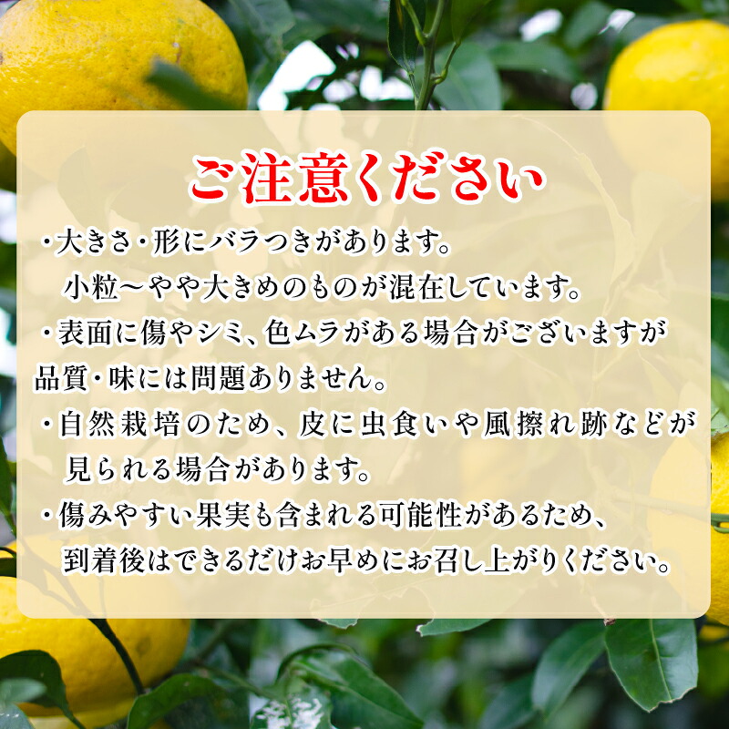 【訳あり】 黄金柑 3kg 低農薬 無化学肥料 みかん ミカン おうごんかん フルーツ 果物 くだもの 柑橘 かんきつ ビタミンC 富士長株式会社 静岡県 牧之原市  わけあり ワケアリ ゴールデンオ