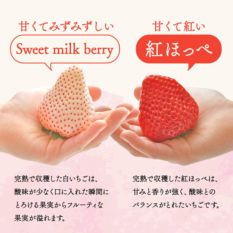 【紅白冷凍いちご】紅ほっぺ 白いちご 計 1.3kg 高級  イチゴ 苺 セット Sweet milk berry 各 650g フルーツ 果物 ストロベリー 国産 スイーツ デザート 苺 冷凍いちご