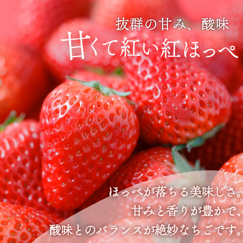 【1月から順次発送開始】いちご 紅ほっぺ 白いちご 計 400g 計 2 パック 高級 紅白 イチゴ 苺 セット Sweet milk berry 各 1 パック 各 200g 予約受付 期間限定 数
