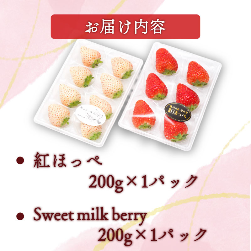 【1月から順次発送開始】いちご 紅ほっぺ 白いちご 計 400g 計 2 パック 高級 紅白 イチゴ 苺 セット Sweet milk berry 各 1 パック 各 200g 予約受付 期間限定 数