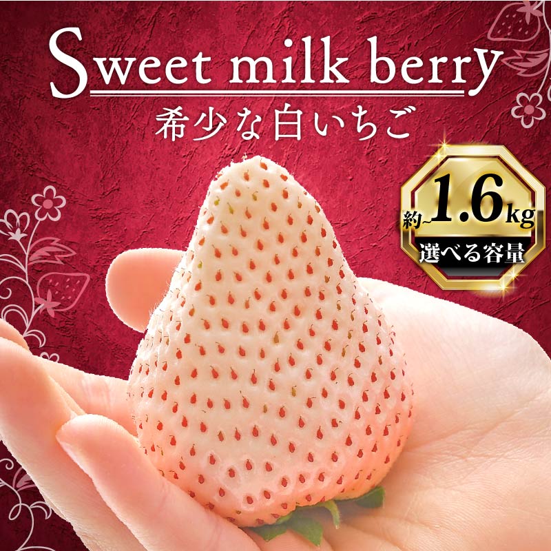 【12月下旬から順次発送開始】 いちご 白いちご 計 1.6kg 計 4 パック 高級 白 イチゴ 苺 セット Sweet milk berry  4 パック 400g × 4 パック フルーツ 期間