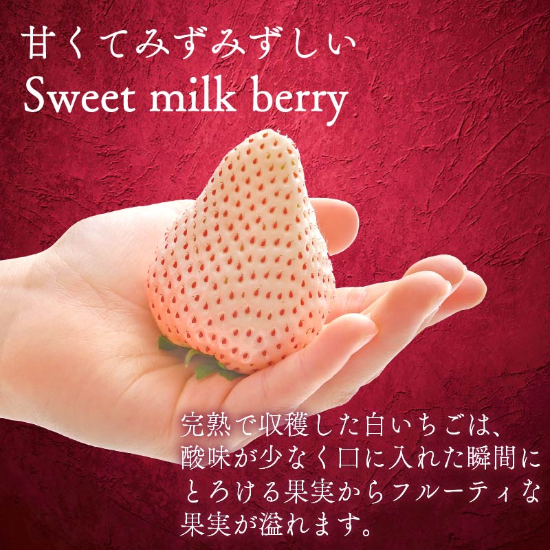 【12月下旬から順次発送開始】 いちご 白いちご 計 1.6kg 計 4 パック 高級 白 イチゴ 苺 セット Sweet milk berry  4 パック 400g × 4 パック フルーツ 期間