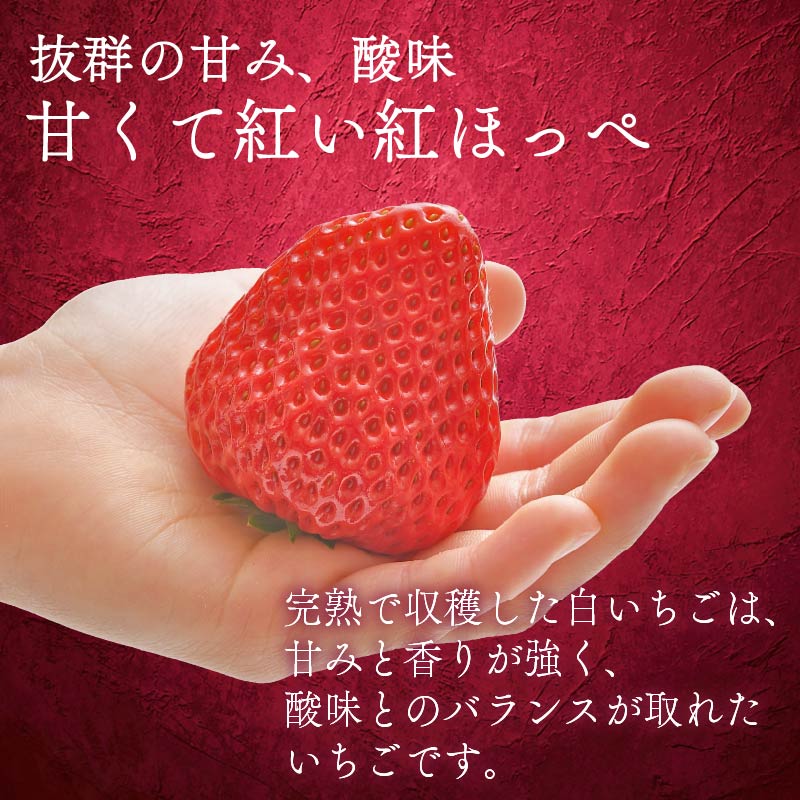 【1月から順次発送開始】 いちご 紅ほっぺ 計 800g 計 2 パック 高級 イチゴ 苺 セット べにほっぺ  2 パック 400g × 2 パック フルーツ 期間限定 数量限定 苺 イチゴ ベリー