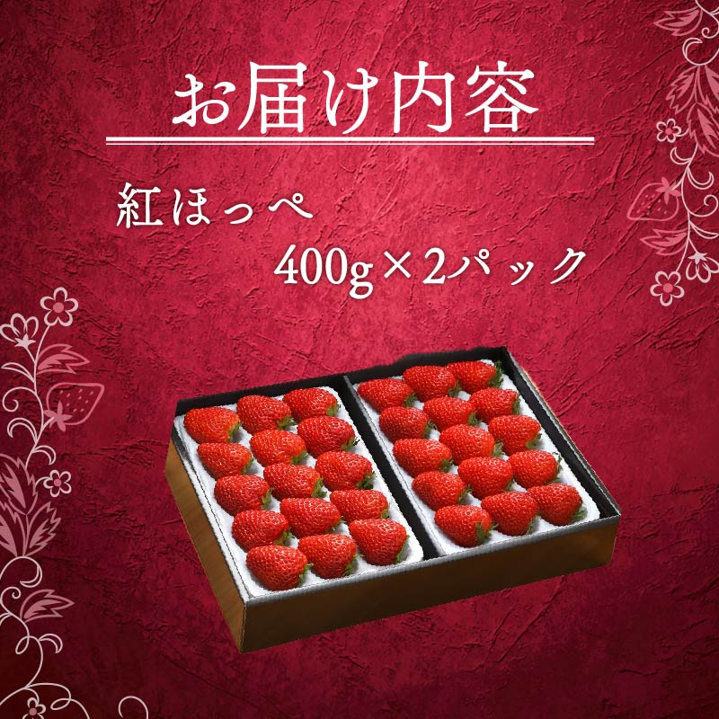 【1月から順次発送開始】 いちご 紅ほっぺ 計 800g 計 2 パック 高級 イチゴ 苺 セット べにほっぺ  2 パック 400g × 2 パック フルーツ 期間限定 数量限定 苺 イチゴ ベリー