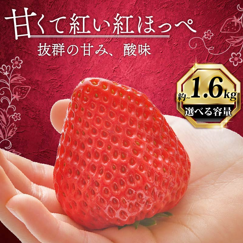 【1月から順次発送開始】 いちご 紅ほっぺ 計 1600g 計 4 パック 高級 イチゴ 苺 セット べにほっぺ  4 パック 400g × 4 パック フルーツ 期間限定 数量限定 苺 イチゴ ベリ