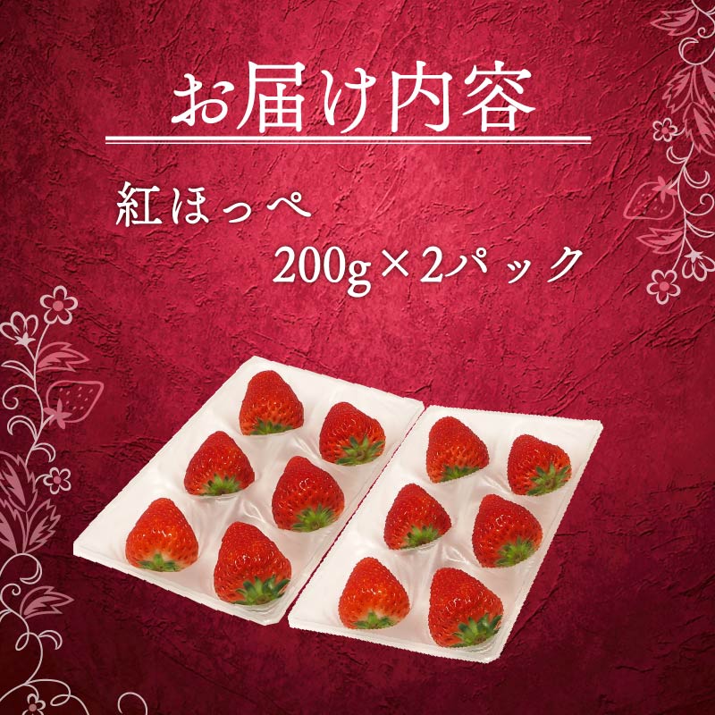 【1月から順次発送開始】 いちご 紅ほっぺ 計 1600g 計 4 パック 高級 イチゴ 苺 セット べにほっぺ  4 パック 400g × 4 パック フルーツ 期間限定 数量限定 苺 イチゴ ベリ
