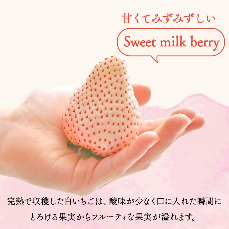 【冷凍白いちご】 冷凍いちご 白いちご 計 1.3kg sweet milk berry 高級 イチゴ 苺 セット フルーツ 果物 ストロベリー 国産 スイーツ デザート 苺 冷凍いちご 冷凍イチゴ