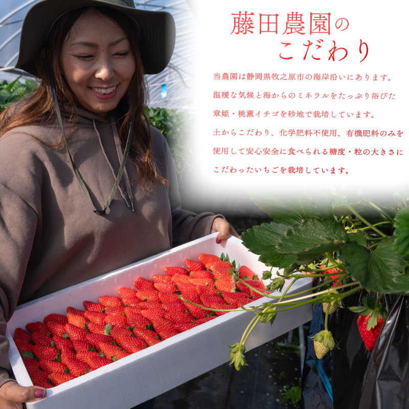 【先行予約 2026年 12月末 発送予定】 章姫 15 ～ 18 粒 ×2 パック 900g ジャンボ章姫 いちご フルーツ スイーツ デザート くだもの 果物 ストロベリー 甘い おいしい 大粒