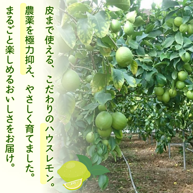 【農林水産大臣賞  予約受付 国産 レモン】選べる 内容量 グリーンレモン 1~3kg れもん 檸檬 Lemon 柑橘類 柑橘 フルーツ 果物 酸っぱい 果肉 酸味 甘み 防腐剤不使用  受賞農園 皮食べ