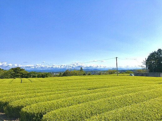 【緑茶】 深蒸し茶 100g × 3袋 お茶 飲み物 日常 人気 のし 対応可 深蒸し茶緑 茶 お茶 茶 牧之原茶 静岡茶 国産 産地直送 飲料 農家直送 森木農園 静岡県 牧之原市
