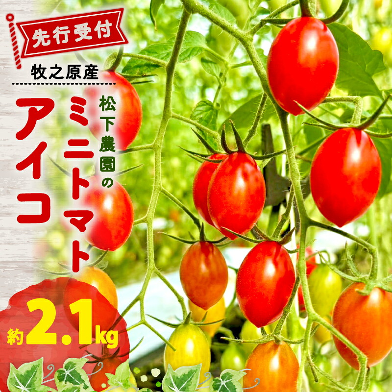 【先行予約】 松下農園 の ミニトマトアイコ 2.1kg 2026年 12月初旬 から 発送予定 ミニトマト アイコ とまと トマト みにとまとあいこ 甘み 夏 新鮮 野菜 完熟 サラダ 松下農園