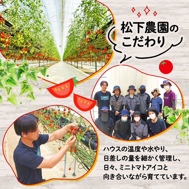 【先行予約】 松下農園 の ミニトマトアイコ 2.1kg 2026年 12月初旬 から 発送予定 ミニトマト アイコ とまと トマト みにとまとあいこ 甘み 夏 新鮮 野菜 完熟 サラダ 松下農園