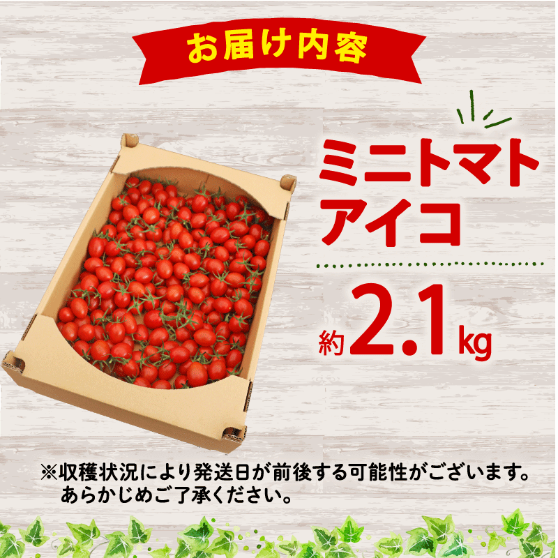 【先行予約】 松下農園 の ミニトマトアイコ 2.1kg 2026年 12月初旬 から 発送予定 ミニトマト アイコ とまと トマト みにとまとあいこ 甘み 夏 新鮮 野菜 完熟 サラダ 松下農園