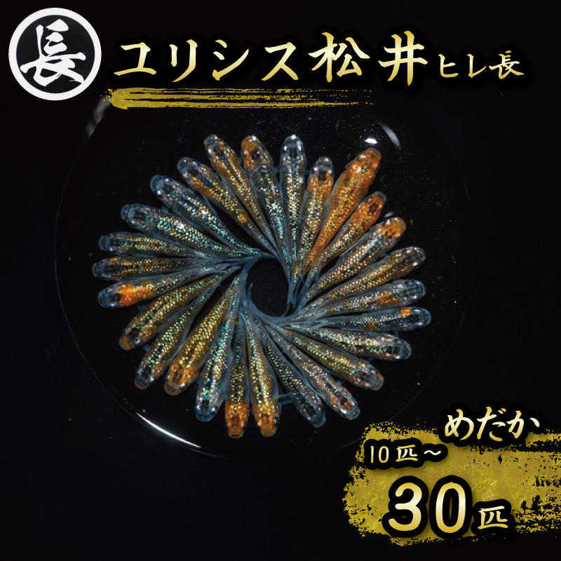 ユリシス松井ヒレ長　オス・メス　ランダム10～30匹  水槽 インテリア 生物 生体 趣味 室内 メダカ 元気なメダカ ヒレ長メダカ 黒  生魚 魚 めだか 生き物 いきもの 人気品種 厳選