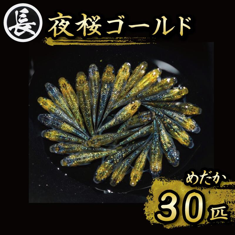 夜桜ゴールド　オス・メス　ランダム30匹 アクアリウム 水槽 インテリア 生物 生体 趣味 室内 メダカ 元気なメダカ  生魚 魚 めだか 生き物 いきもの 人気魚種 イチオシ おすすめ