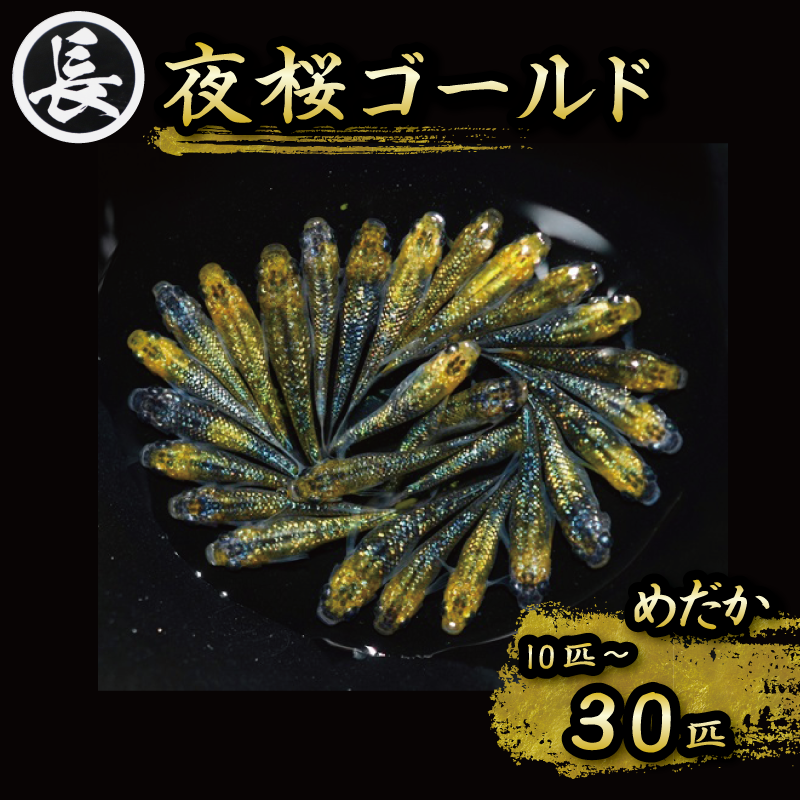 夜桜ゴールド　オス・メス　ランダム10~30匹 アクアリウム 水槽 インテリア 生物 生体 趣味 室内 メダカ 元気なメダカ  生魚 魚 めだか 生き物 いきもの 人気魚種 イチオシ おすすめ