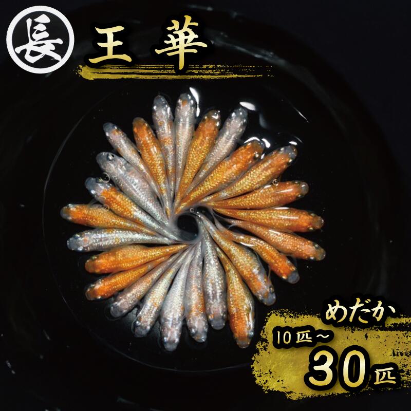 王華　オス・メス　ランダム30匹 紅白ラメ 高級 希少めだか  飼育 初心者 おすすめ 水槽 インテリア 生物 生体 趣味 室内 メダカ 元気なメダカ ヒレ長メダカ 黒  生魚 魚