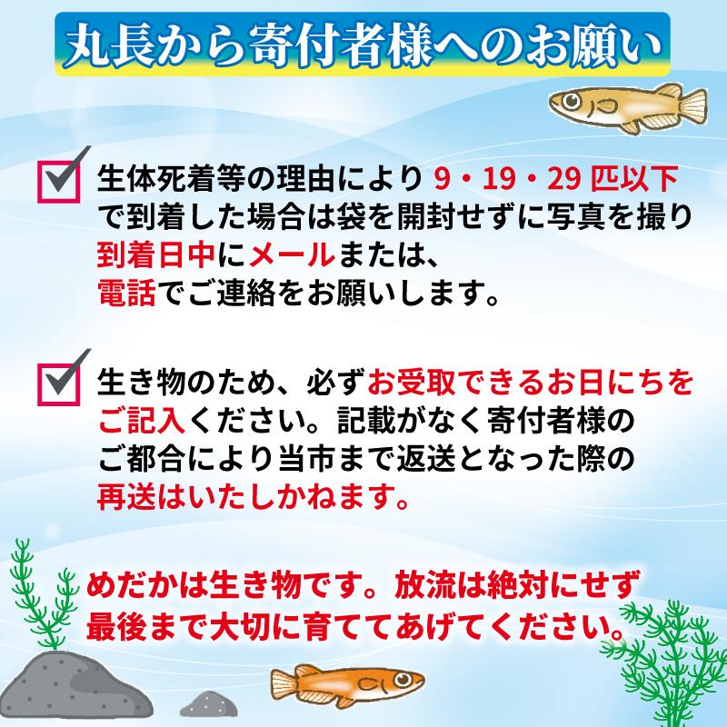 王華　オス・メス　ランダム30匹 紅白ラメ 高級 希少めだか  飼育 初心者 おすすめ 水槽 インテリア 生物 生体 趣味 室内 メダカ 元気なメダカ ヒレ長メダカ 黒  生魚 魚